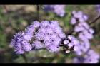 紫花藿香薊-花06.jpg