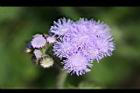 紫花藿香薊-花10.jpg