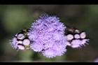 紫花藿香薊-花11.jpg