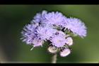 紫花藿香薊-花13.jpg