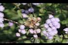 紫花藿香薊-花14.jpg