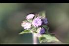 紫花藿香薊-花15.jpg