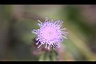 紫花藿香薊-花18.jpg