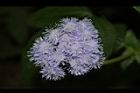 紫花藿香薊-花24.JPG