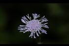 紫花藿香薊-花32.JPG