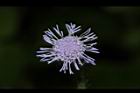 紫花藿香薊-花33.JPG