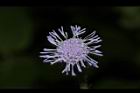 紫花藿香薊-花34.JPG