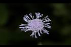 紫花藿香薊-花36.JPG