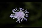 紫花藿香薊-花37.JPG