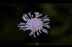 紫花藿香薊-花38.JPG