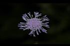 紫花藿香薊-花39.JPG