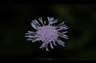 紫花藿香薊-花40.JPG