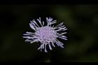 紫花藿香薊-花41.JPG