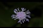 紫花藿香薊-花42.JPG