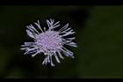 紫花藿香薊-花43.JPG