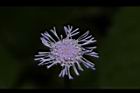 紫花藿香薊-花44.JPG