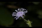 紫花藿香薊-花47.JPG