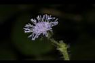 紫花藿香薊-花48.JPG