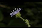 紫花藿香薊-花50.JPG