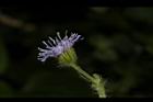 紫花藿香薊-花51.JPG