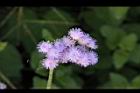 紫花藿香薊-花序0.jpg