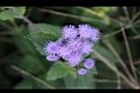 紫花藿香薊-花序1.jpg