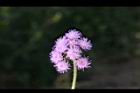 紫花藿香薊-花序3.jpg