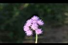 紫花藿香薊-花序5.jpg