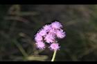 紫花藿香薊-花序6.jpg