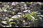 紫花藿香薊-葉序06.jpg