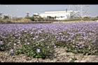 紫花藿香薊12.jpg
