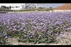 紫花藿香薊13.jpg