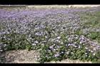 紫花藿香薊16.jpg
