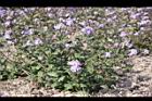 紫花藿香薊17.jpg