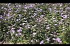 紫花藿香薊18.jpg