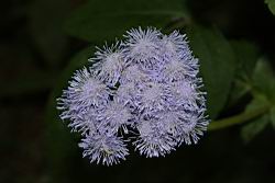 紫花藿香薊-花25.JPG