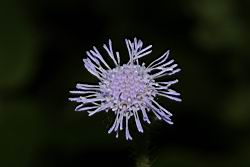 紫花藿香薊-花35.JPG