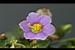紫芳草-花10.jpg