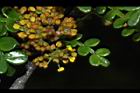 胡椒木-雄花11.JPG