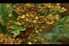 胡椒木-雄花14.JPG