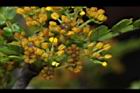 胡椒木-雄花16.JPG