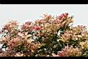 芒果樹-葉0.jpg