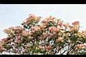 芒果樹-葉10.jpg