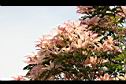 芒果樹-葉12.jpg