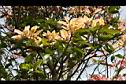 芒果樹-葉15.jpg
