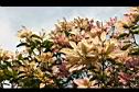 芒果樹-葉18.jpg