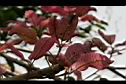 芒果樹-葉2.jpg