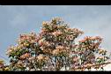芒果樹-葉20.jpg