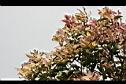 芒果樹-葉3.jpg
