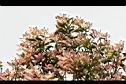 芒果樹-葉4.jpg